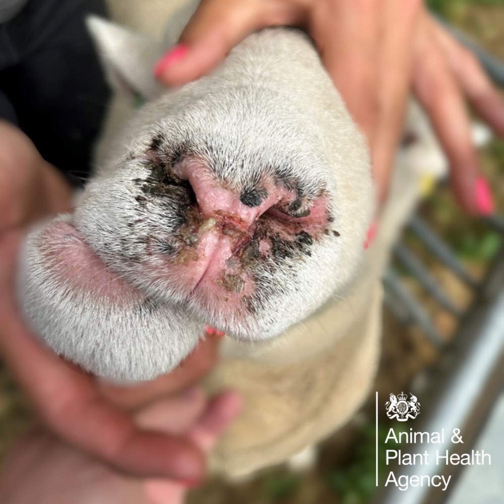 Sheep with nasal crusting